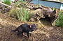 Tassie Devil