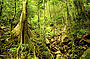 WORLD HERITAGE RAINFOREST