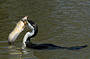 Lunch time for the cormorant