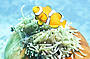 Anenome Fish - Nemo!
