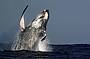 Whale breach sky high